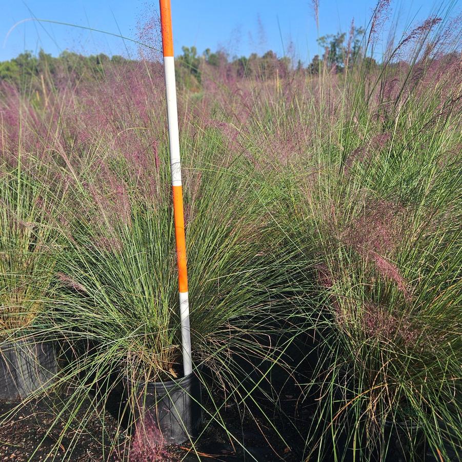 Muhlenbergia capillaris - Muhlygrass from Jericho Farms