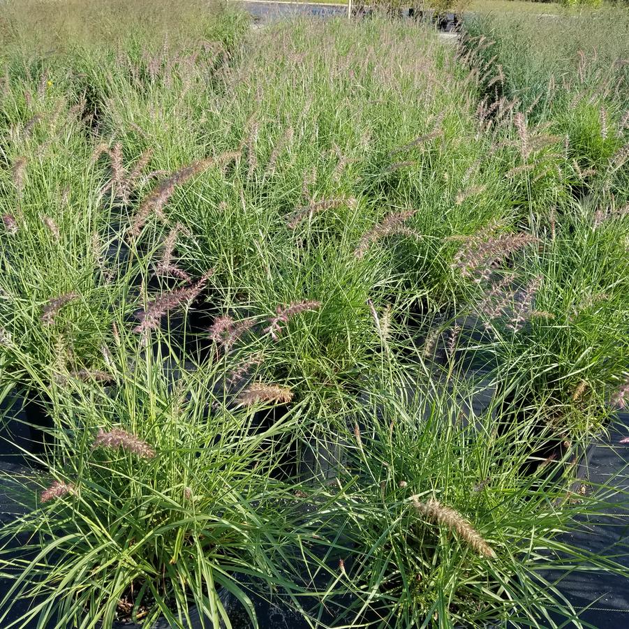 Pennisetum orientale 'Karley Rose' - Oriental Fountain Grass from Jericho Farms