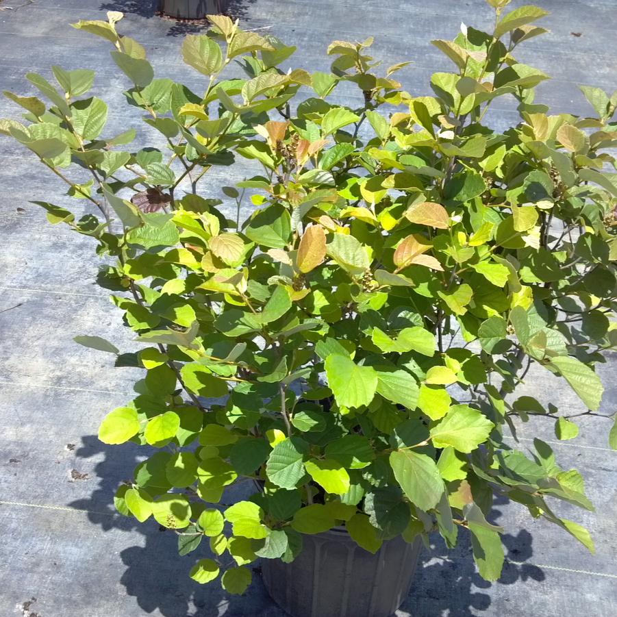Fothergilla major 'Mount Airy' - Mount Airy Fothergilla from Jericho Farms