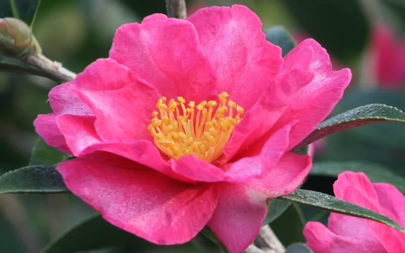 Camellia sasanqua 'Kanjiro' - Camellia from Jericho Farms