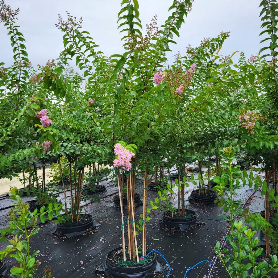 Lagerstroemia indica x fauriei 'Muskogee' - Crape Myrtle from Jericho Farms
