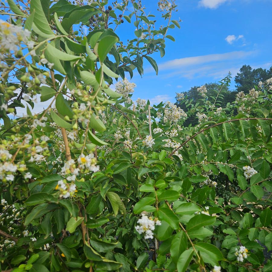 Lagerstroemia indica x fauriei 'Natchez' - Crapemyrtle from Jericho Farms