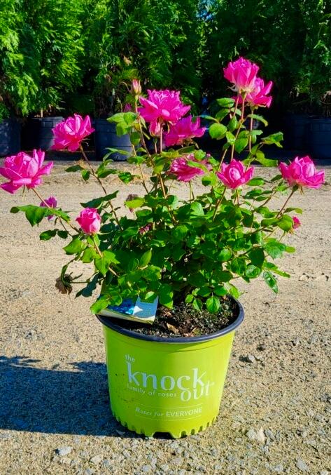 Rosa Knock Out� 'Pink Double' - Shrub Rose from Jericho Farms