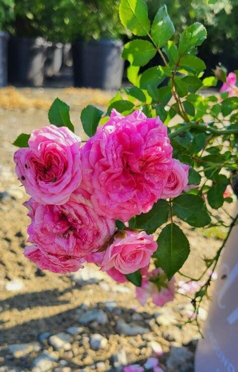 Rosa 'Sweet Drift®' - Rose from Jericho Farms