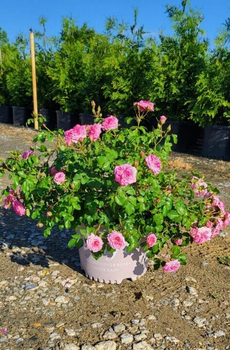 Rosa 'Sweet Drift®' - Rose from Jericho Farms