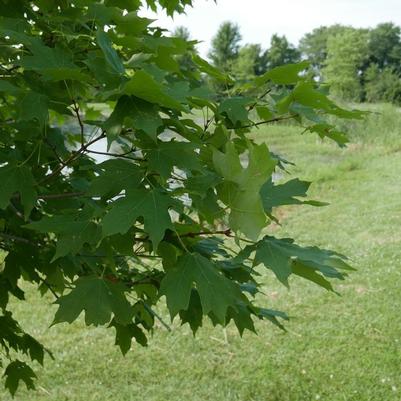 Acer saccharum Flashfire®