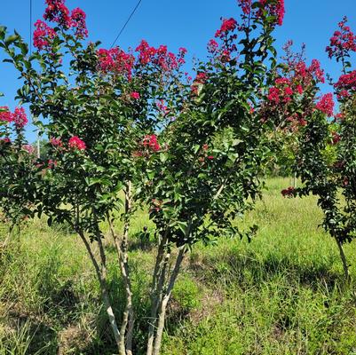 Lagerstroemia indica x fauriei Arapaho