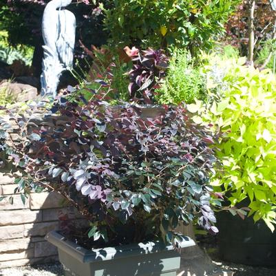 Loropetalum chinense Dark Fire