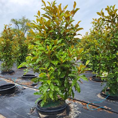 Magnolia grandiflora Bracken's Brown Beauty