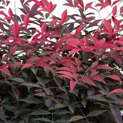 Nandina domestica Flirt™