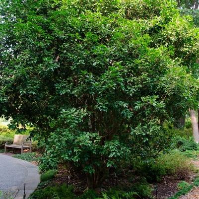 Osmanthus fragrans 