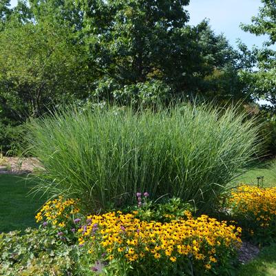 Carex oshimensis 'Evergold'
