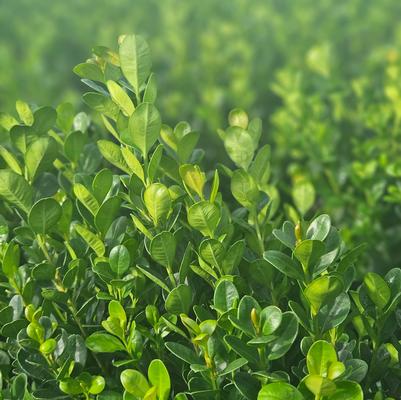 Buxus NewGen Freedom®