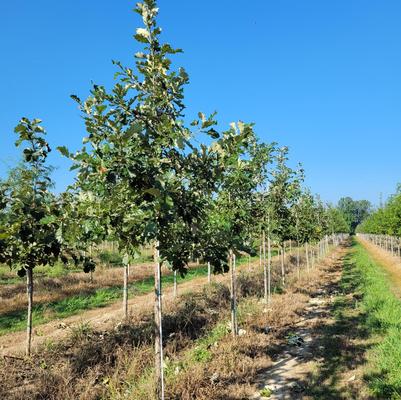 Quercus bicolor 