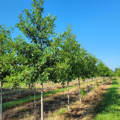 Quercus lyrata 