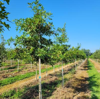 Quercus palustris 