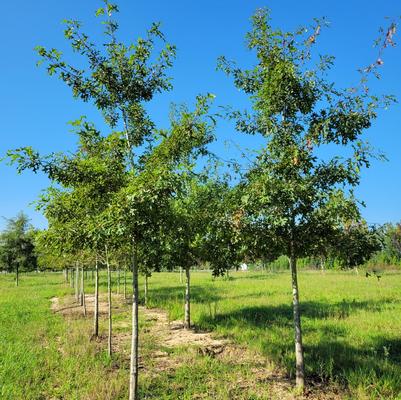 Quercus shumardii 