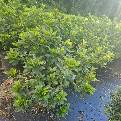 Rhododendron Southern Indica hybrid Purple Formosa