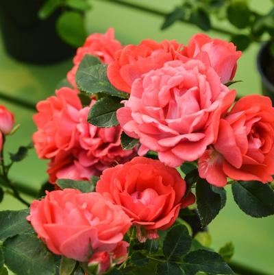 Rosa Coral Drift®