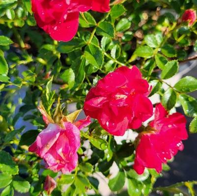 Rosa Red Drift®