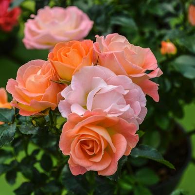 Rosa Peach Drift®