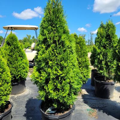 Thuja occidentalis North Pole® 