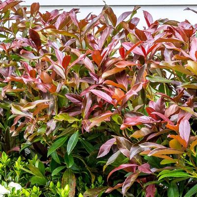 Viburnum odoratissimum Coppertop™