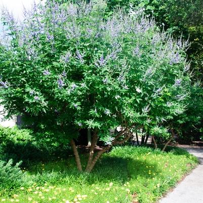 Vitex agnus-castus Shoal Creek
