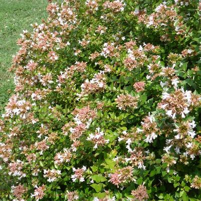 Abelia x grandiflora Rose Creek