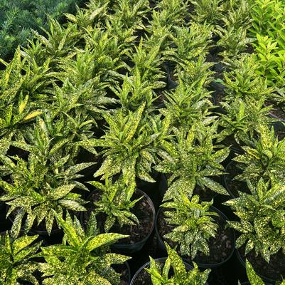 Aucuba japonica Gold Dust