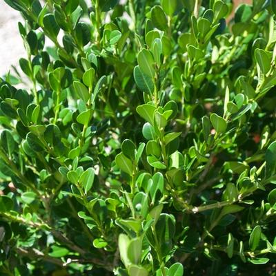 Buxus microphylla japonica Winter Gem