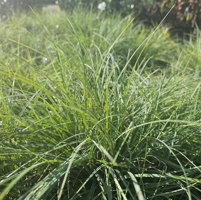 Carex glauca Blue Zinger