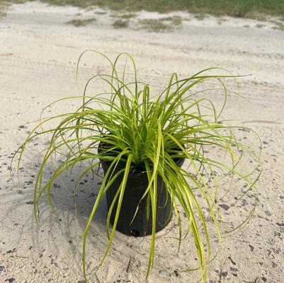 Carex oshimensis EverColor® Everillo