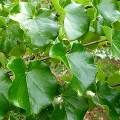 Prunus serrulata 'Snowgoose'