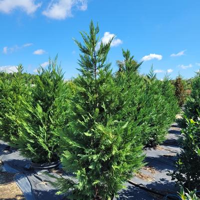 Cupressus x leylandii Murray