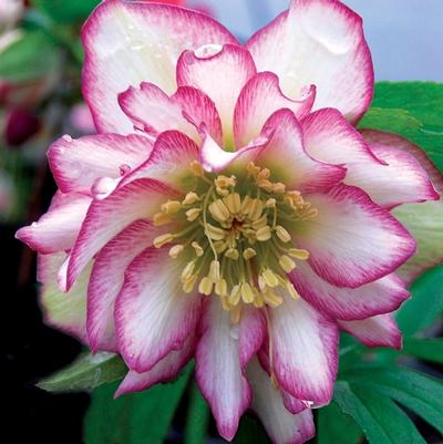 Helleborus Winter Jewels™ Rose Quartz