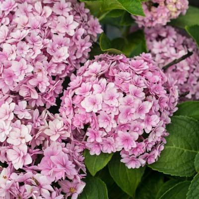 Hydrangea macrophylla Double Down®