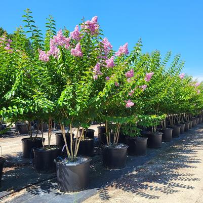 Lagerstroemia indica x fauriei Muskogee