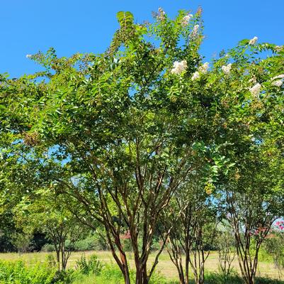 Lagerstroemia indica x fauriei Natchez