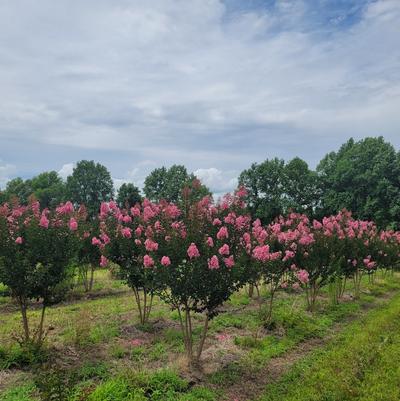 Lagerstroemia indica x fauriei Sioux