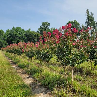Lagerstroemia indica x fauriei Tonto