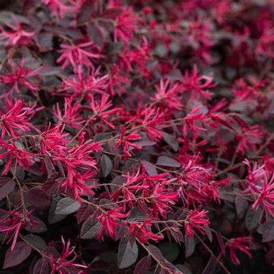 Loropetalum chinense Cerise Charm™