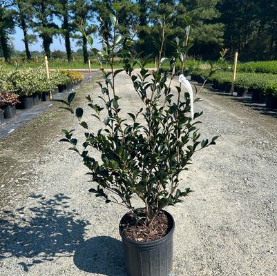 Camellia sasanqua Setsugekka