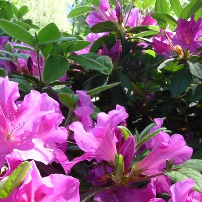 Rhododendron Encore® Autumn Royalty®