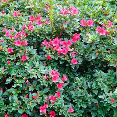 Rhododendron Encore® Autumn Ruby®