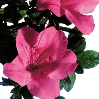 Rhododendron Encore® Autumn Carnival®