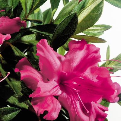 Rhododendron Encore® Autumn Sundance™