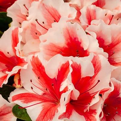 Rhododendron Encore® Autumn Starburst®