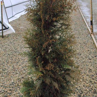 Quercus shumardii