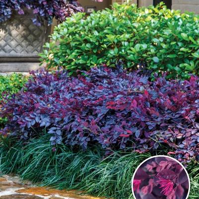 Loropetalum chinense Purple Daydream®